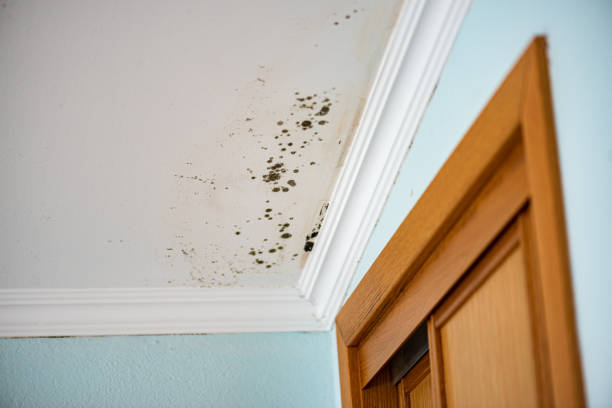 Best Black Mold Remediation in London, CA