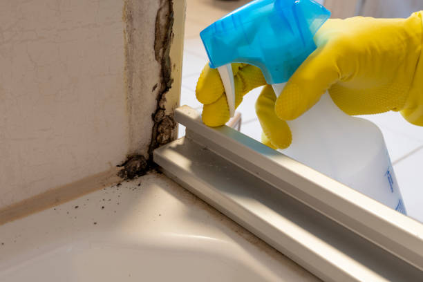 London, CA Mold Remediation Company