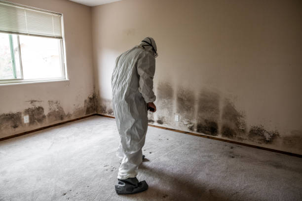 Best Attic Mold Remediation in London, CA